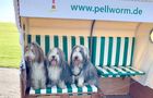 Stellplatz Camping Seegatten in Pellworm, Bild 5