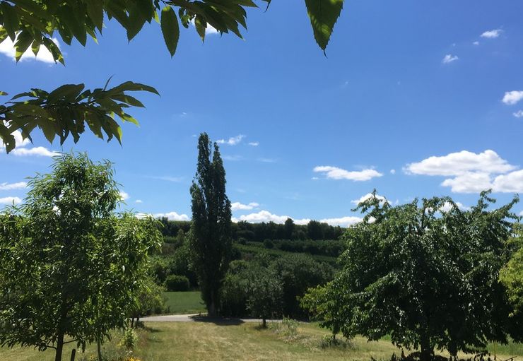 Motorhome parking at the Grittmann Winery in Osthofen – promobil
