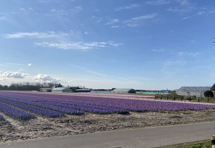 Motorhome place De Guldenroede in Noordwijk