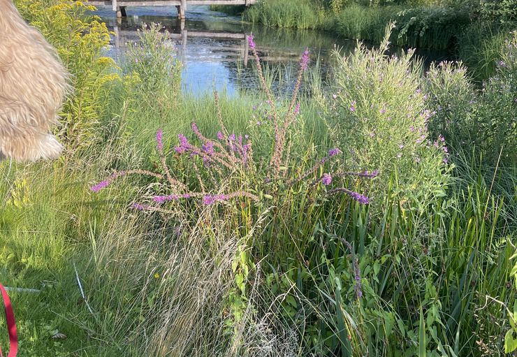 Röders Park Lüneburger Heide in Soltau – promobil