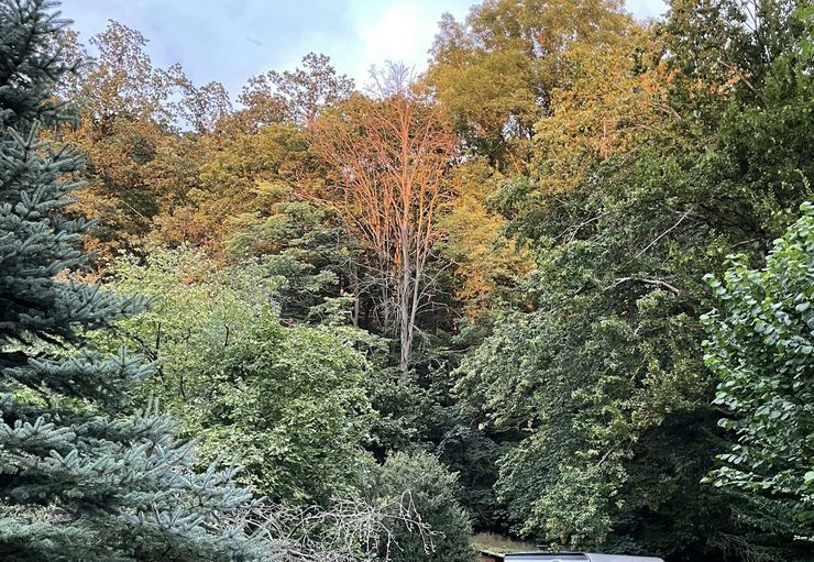 Kleiner Stellplatz im Wald in Kaiserpfalz promobil
