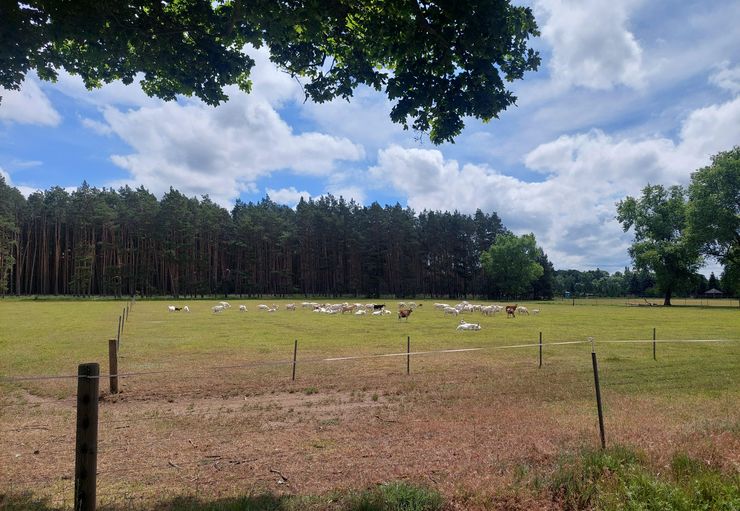 Koppelcamping Ziegenhof Twelve oaks in Kolkwitz – promobil